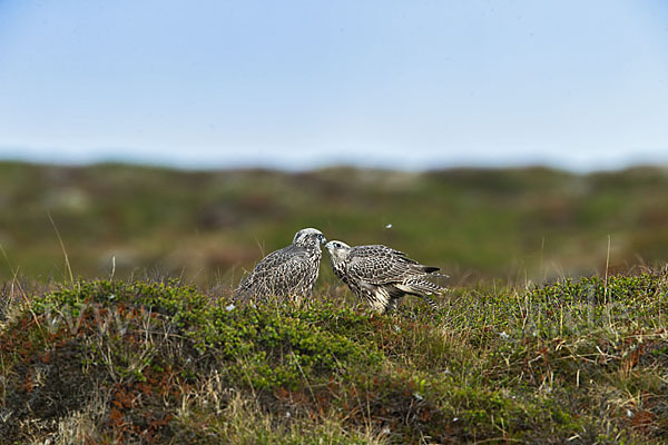 Gerfalke (Falco rusticolus)