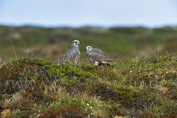 Gerfalke (Falco rusticolus)