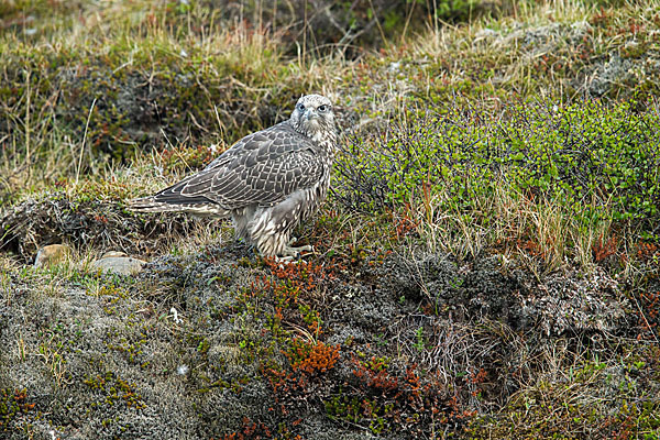 Gerfalke (Falco rusticolus)