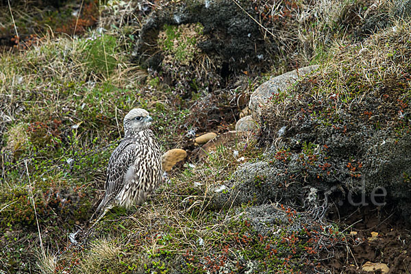 Gerfalke (Falco rusticolus)