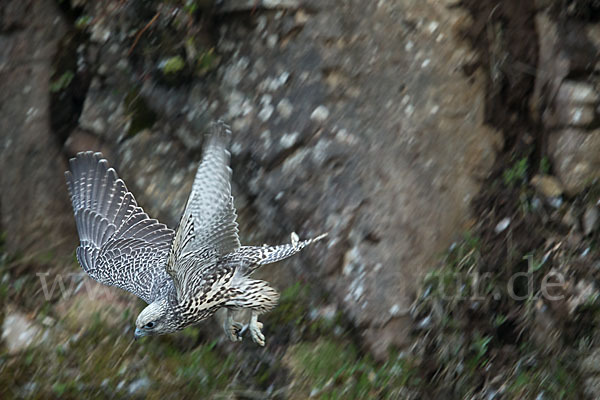 Gerfalke (Falco rusticolus)