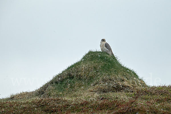 Gerfalke (Falco rusticolus)