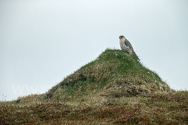 Gerfalke (Falco rusticolus)