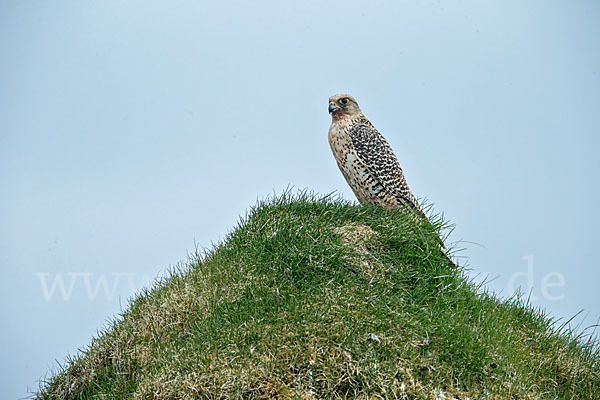 Gerfalke (Falco rusticolus)