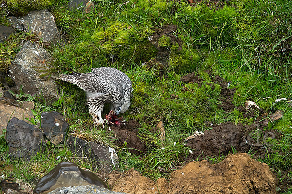 Gerfalke (Falco rusticolus)