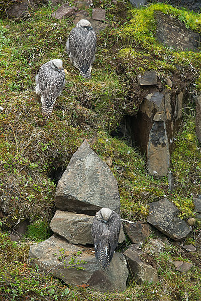 Gerfalke (Falco rusticolus)