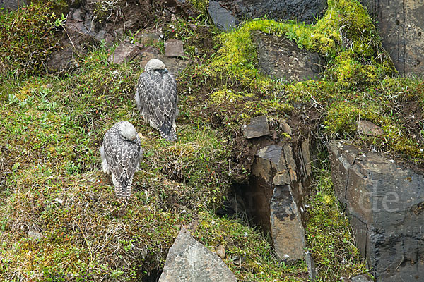 Gerfalke (Falco rusticolus)