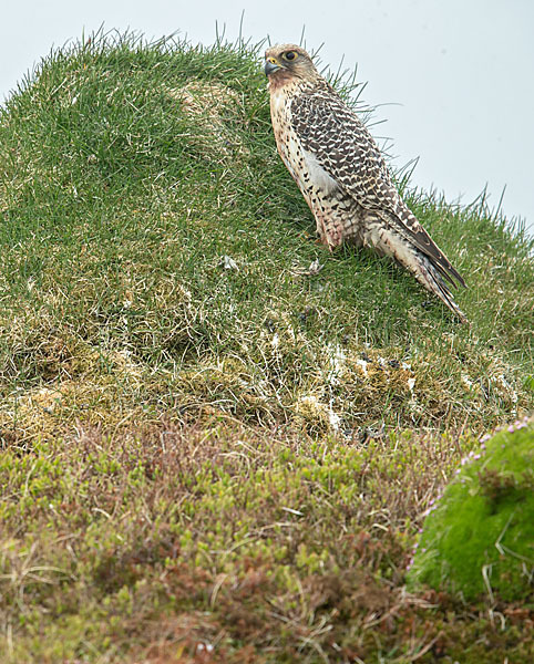 Gerfalke (Falco rusticolus)