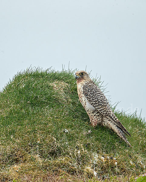 Gerfalke (Falco rusticolus)