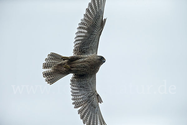 Gerfalke (Falco rusticolus)