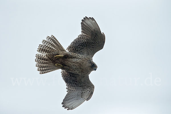 Gerfalke (Falco rusticolus)