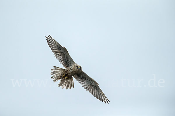 Gerfalke (Falco rusticolus)