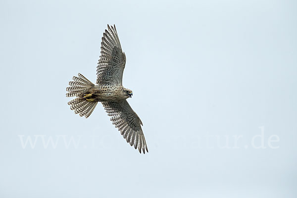 Gerfalke (Falco rusticolus)