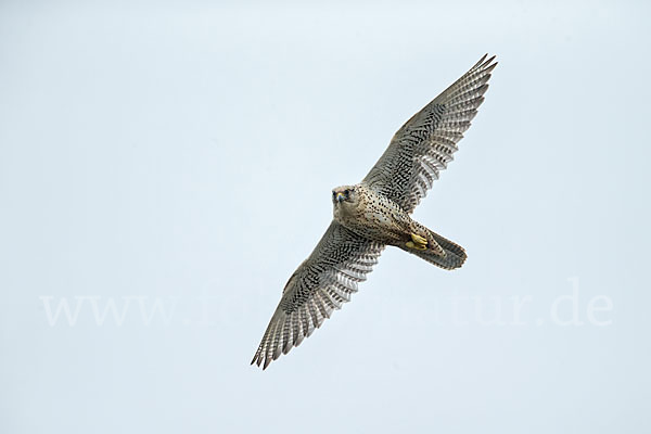 Gerfalke (Falco rusticolus)