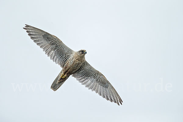 Gerfalke (Falco rusticolus)