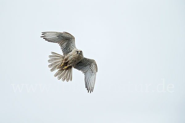 Gerfalke (Falco rusticolus)