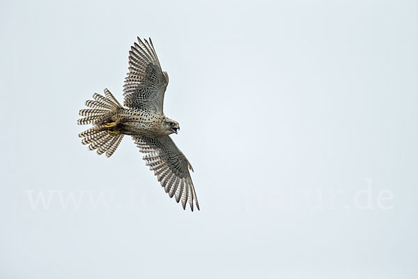 Gerfalke (Falco rusticolus)