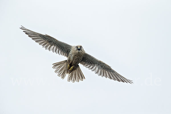 Gerfalke (Falco rusticolus)