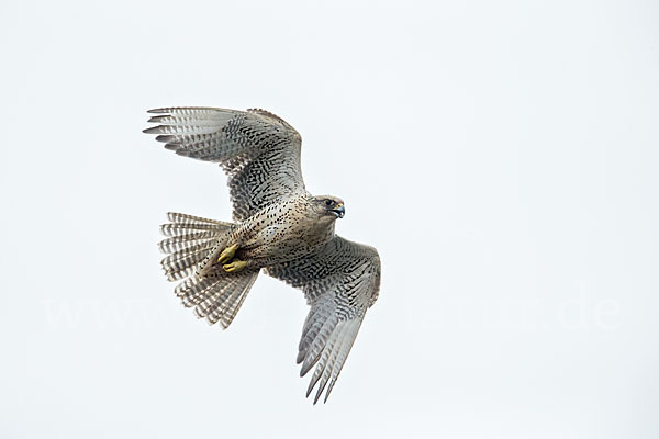 Gerfalke (Falco rusticolus)