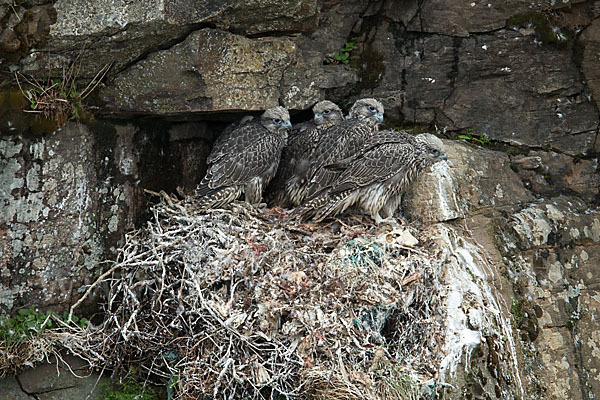 Gerfalke (Falco rusticolus)