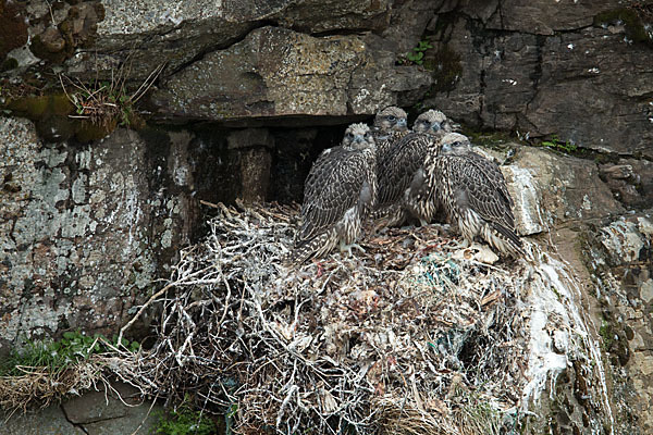 Gerfalke (Falco rusticolus)