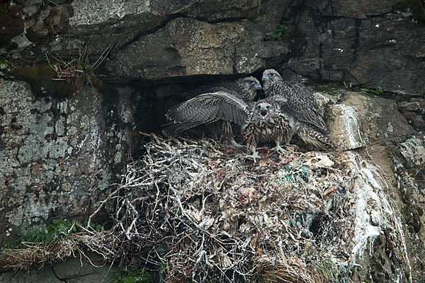 Gerfalke (Falco rusticolus)