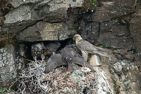 Gerfalke (Falco rusticolus)