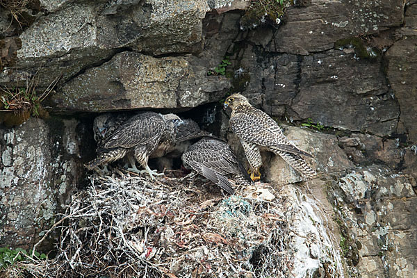 Gerfalke (Falco rusticolus)