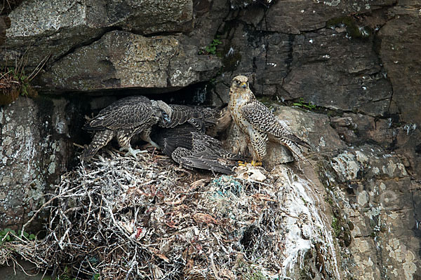 Gerfalke (Falco rusticolus)