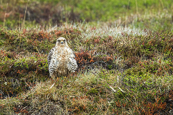 Gerfalke (Falco rusticolus)