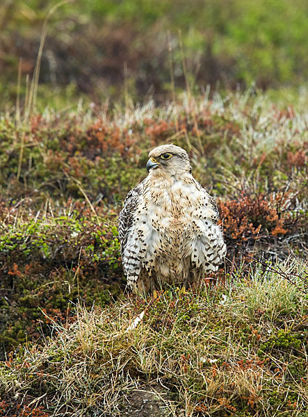 Gerfalke (Falco rusticolus)