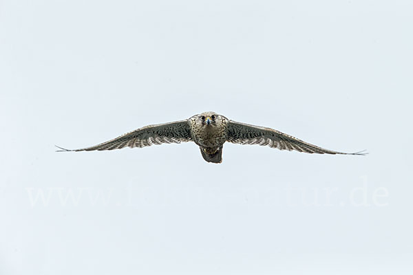 Gerfalke (Falco rusticolus)