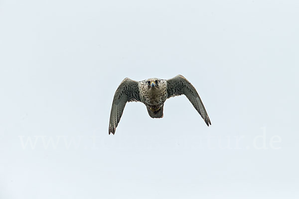 Gerfalke (Falco rusticolus)