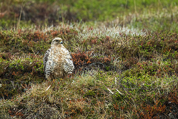 Gerfalke (Falco rusticolus)