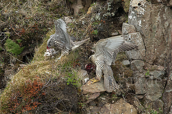 Gerfalke (Falco rusticolus)