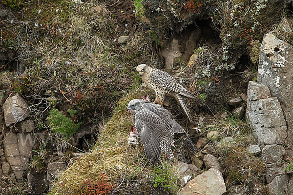 Gerfalke (Falco rusticolus)