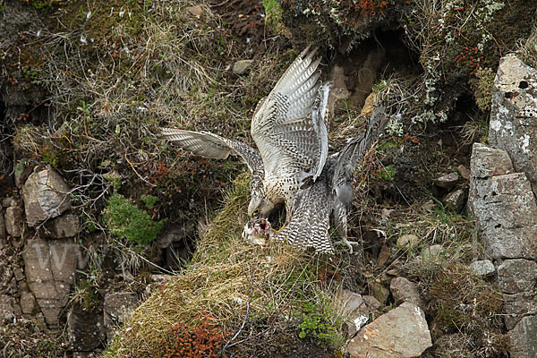 Gerfalke (Falco rusticolus)