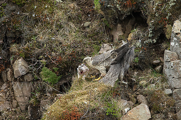 Gerfalke (Falco rusticolus)