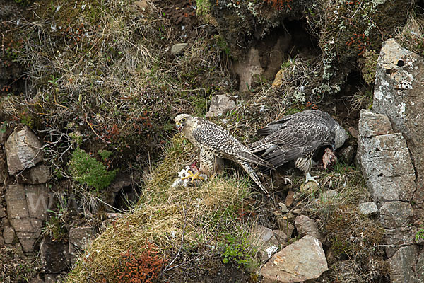 Gerfalke (Falco rusticolus)