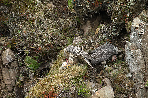 Gerfalke (Falco rusticolus)