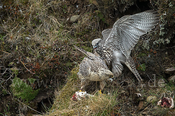 Gerfalke (Falco rusticolus)