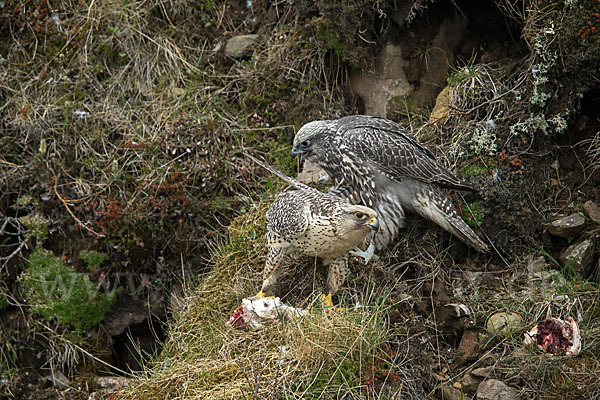 Gerfalke (Falco rusticolus)