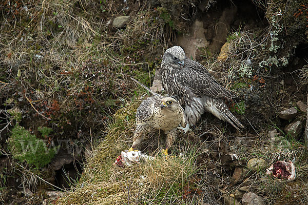 Gerfalke (Falco rusticolus)