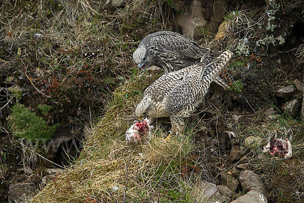 Gerfalke (Falco rusticolus)