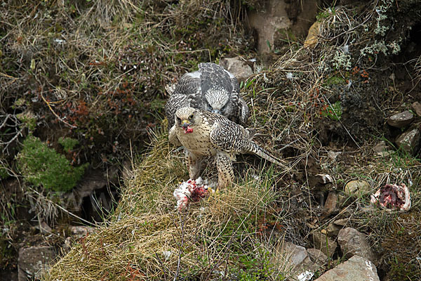 Gerfalke (Falco rusticolus)