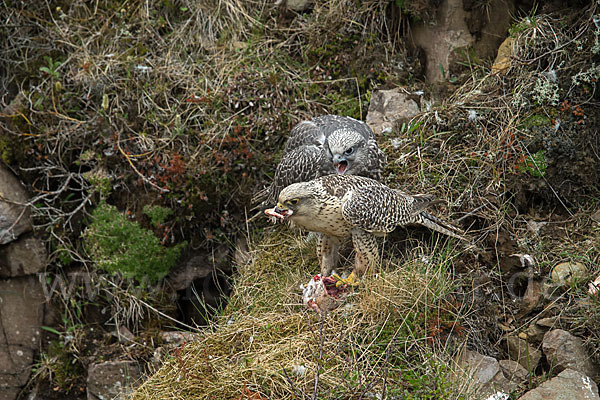 Gerfalke (Falco rusticolus)