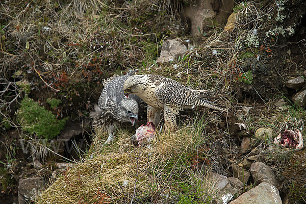 Gerfalke (Falco rusticolus)