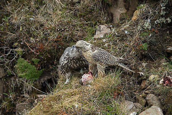 Gerfalke (Falco rusticolus)