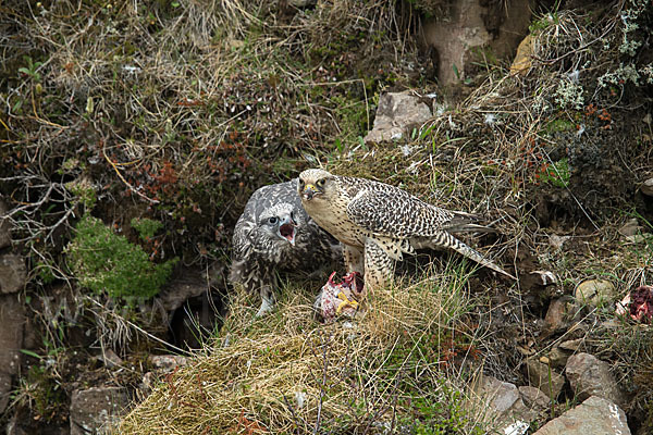 Gerfalke (Falco rusticolus)