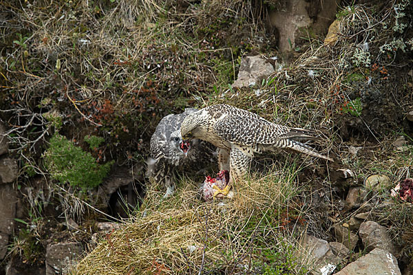 Gerfalke (Falco rusticolus)